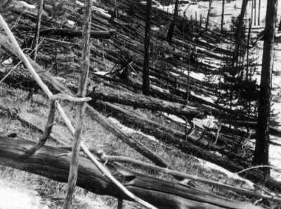 TUNGUSKA - BOSQUE DE LA TAIGA DEVASTADO POR LA EXPLOSIÓN DE 1908
